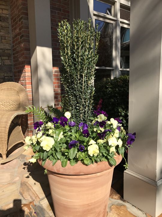 Container & Seasonal Plantings project photo 1