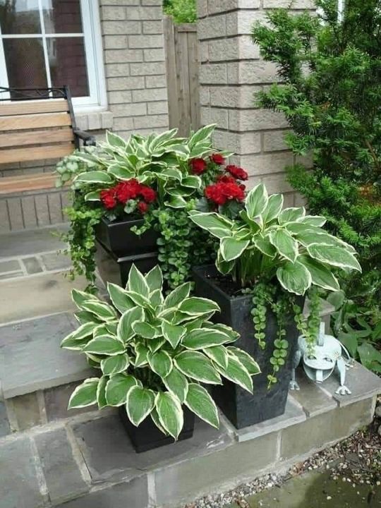 Container & Seasonal Plantings project photo 2