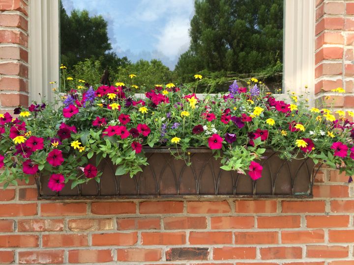 Container & Seasonal Plantings project photo 6