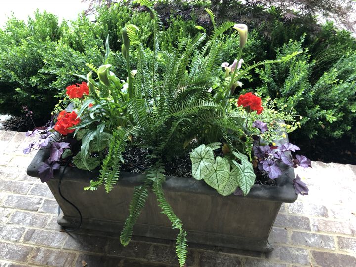 Container & Seasonal Plantings project photo 8
